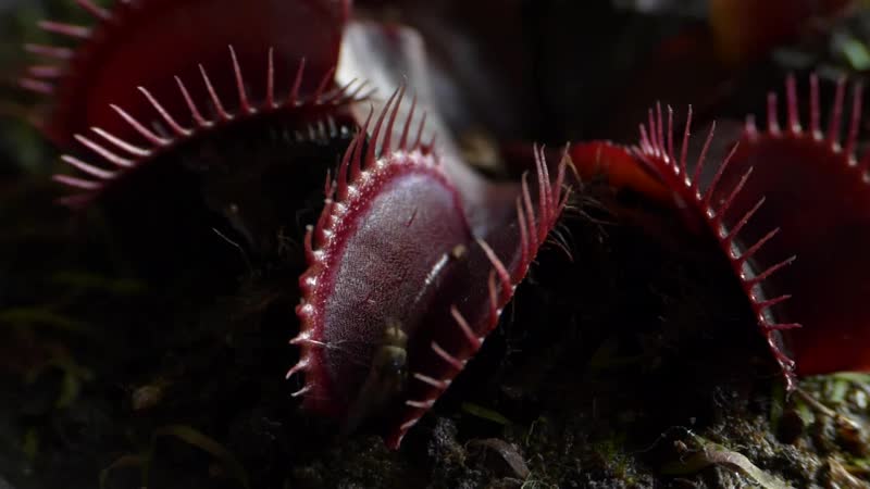 Венерина мухолоа акай руи (dionea akai ryu)