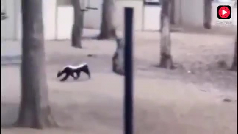 Мангусты преследуют медоеда