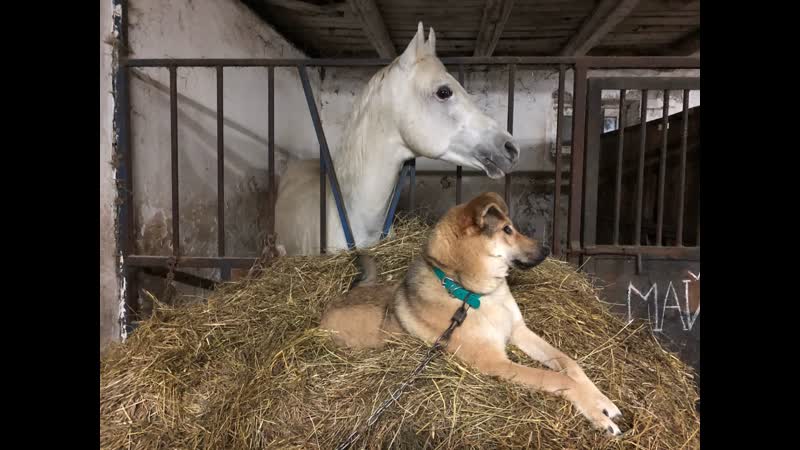 Дворняга подружилась с породистым жеребцом