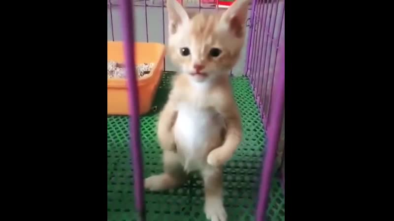 Givе that kittеn whatеvеr shе wants
