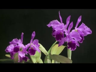 Cattleya time lapse