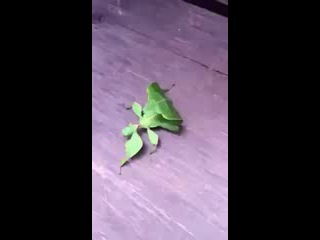 Удивительное тропическое насекомое похожее на лист