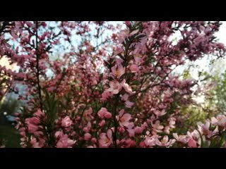 Sl mo vid 20200505 183018 mp4