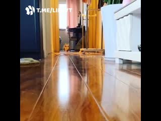 Утренний тыгыдык