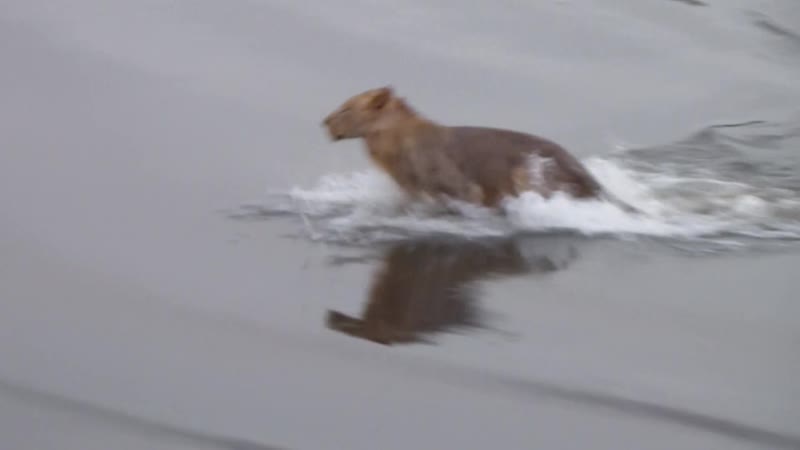 Croc porn lion
