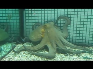 Octopus inspired robots can grasp, crawl, and swim