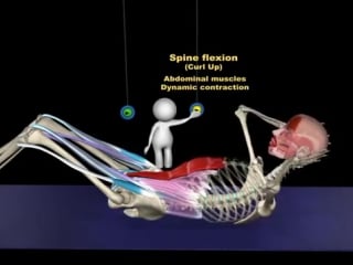 Sit up curl up anatomy