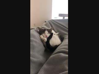 Kitten gets comfy on hooman after being home only 7 days )