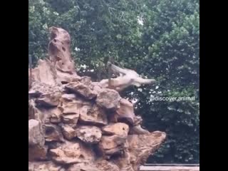 Макака танцует