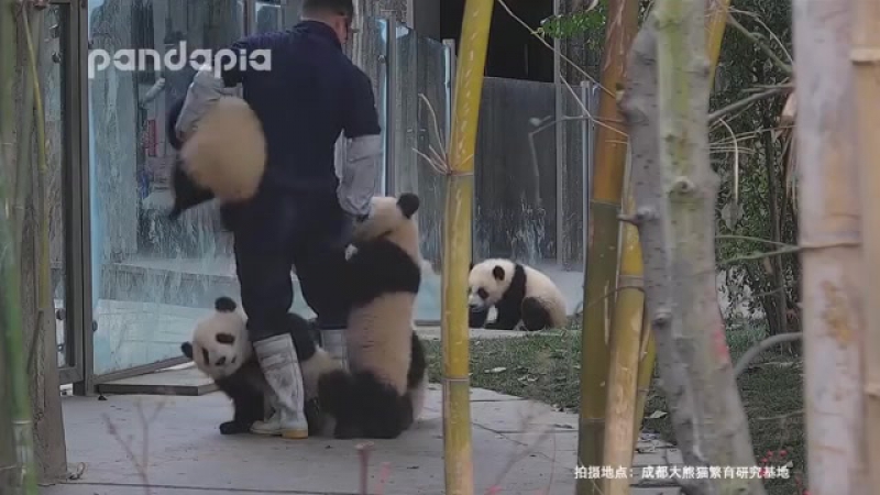 Панды разули смотрителя китайского зоопарка