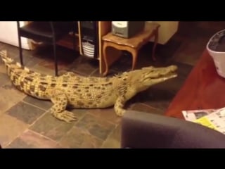 Кормление крупного крокодила на кухне