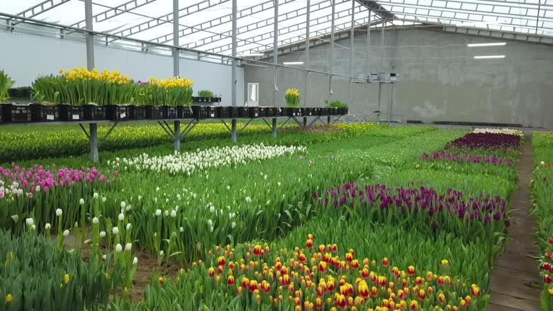 Теплица изнутри период зацветания тюльпанов