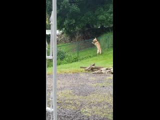 Since we've moved into a new neighborhood, my dog has claimed his favorite neighbor