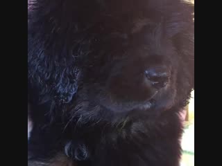 Девочки тибетского мастифа шоу перспектива