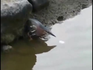 Птица прирожденный рыбак