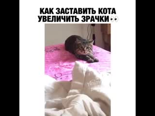 Я всегда с своим котиком так играю 🐱