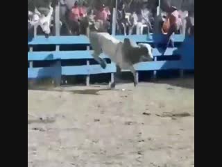 Wcgw if i stand to close to this bull