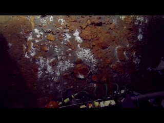 Red shrimp cluster around a gas seep nautilus live