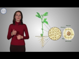15 биология 6кл стебель – опора и транспортная магистраль