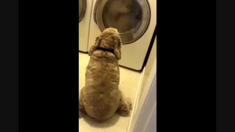 Вот она преданность другу, пусть даже плюшевому пес по кличке хабс прославился в соцсетях, когда его хозяйка выложила это трог