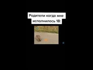 Бобриная постирония мамаша с папашей выкинули сынка