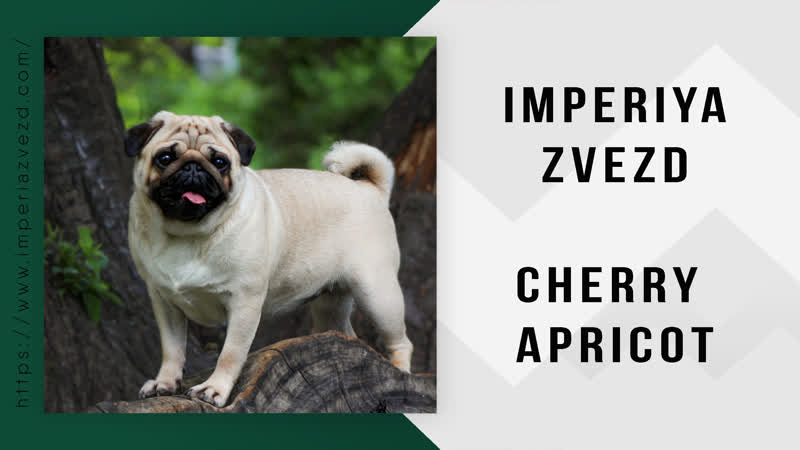 Стеша imperiya zvezd cherry apricot