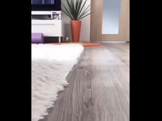 Утренний тыгыдык