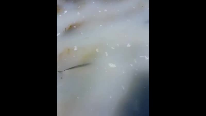 На сахалине сельдь после нереста подошла слишком близко к берегу и жители начали рыбачить голыми рук