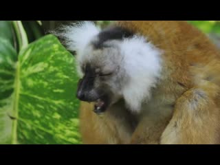 Lemurs get high spy in the wild bbc