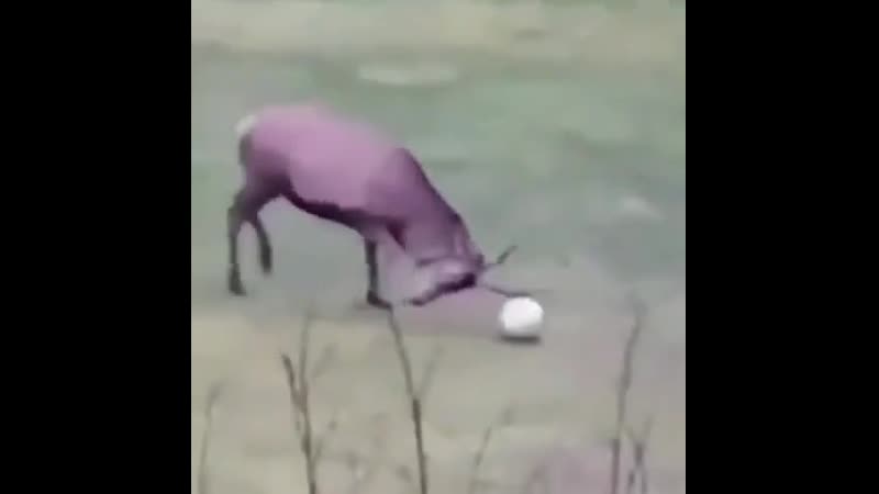 Кандидат в сборную