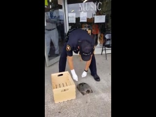 Police officer battles mutant ninja snapping turtle rescue