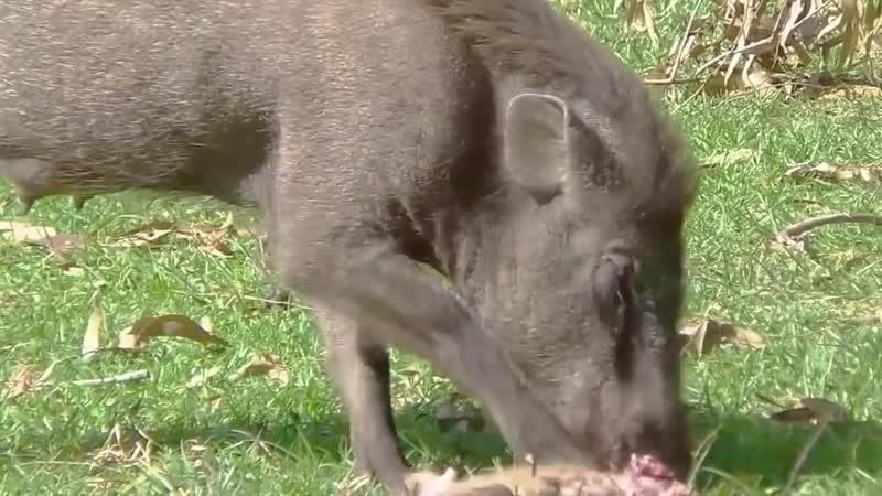 Самка дикого кабана поедает индийскую