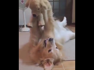 Woof mp4