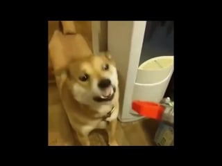 Shiba inu