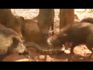 Стадо свиней отомстило питону за кабаненка (огого видео)