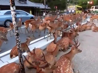 Кастинг у деда мороза объявлен открытым!