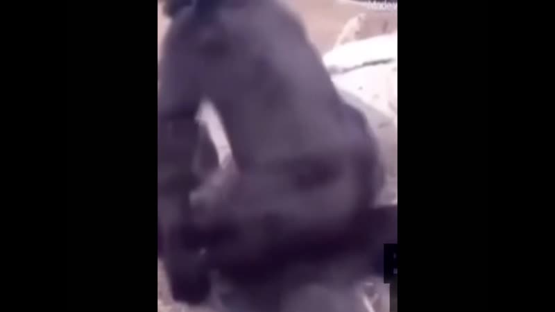 Две гориллы жестко ебутся под фонк или не фонк