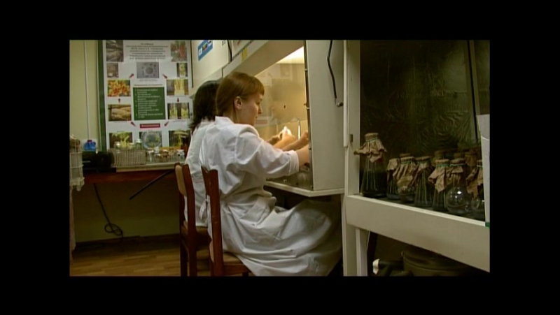 Карельская береза