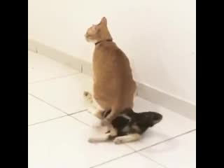 Dionysus live stage topping mic drop @bts twt