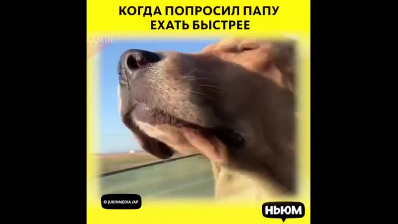 Когда попросил папу ехать быстрее