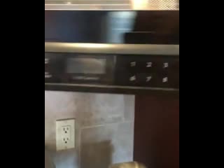 Dunkin the doggo won't eat his food unless it is microwaved, because he thinks that makes it human food