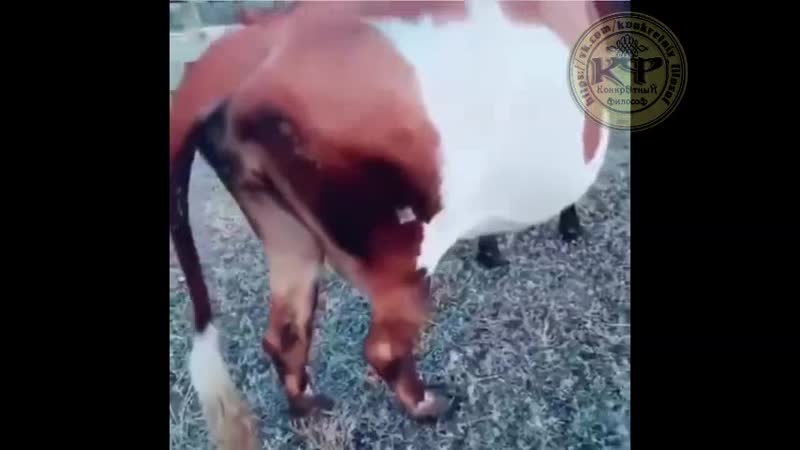 Как снять телку пикаперам на заметку