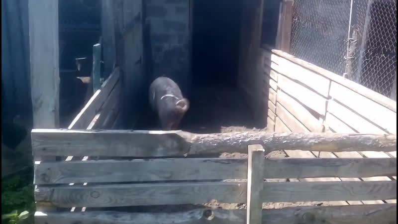 Ебанутая свинья хрюкает