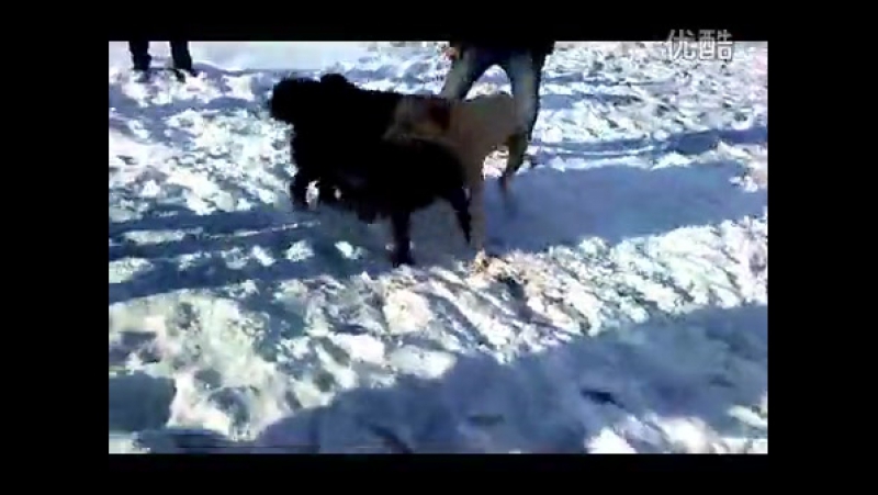 Собачьи бои тибетский мастифф vs хз (но точно не дворняга, перевод монгольская молодые)