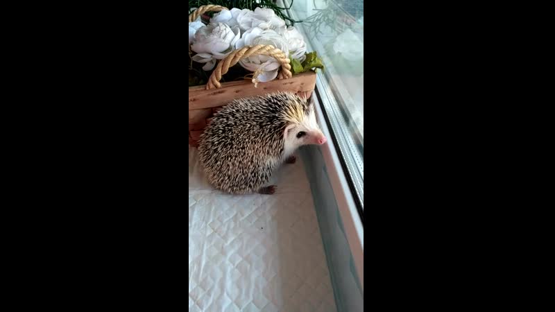 Ежонок пурш "he ho" сижу на попе и смотрю в окно