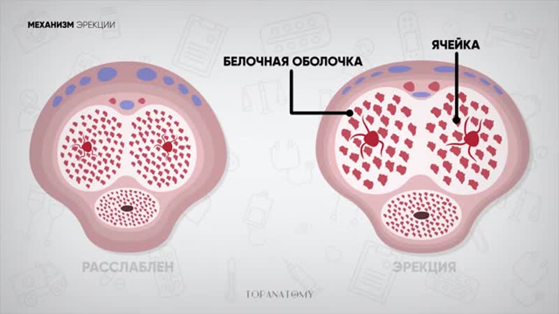 Половой член анатомия и физиология