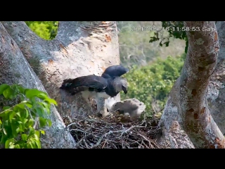 Harpycam #21 harpy chick self feeding