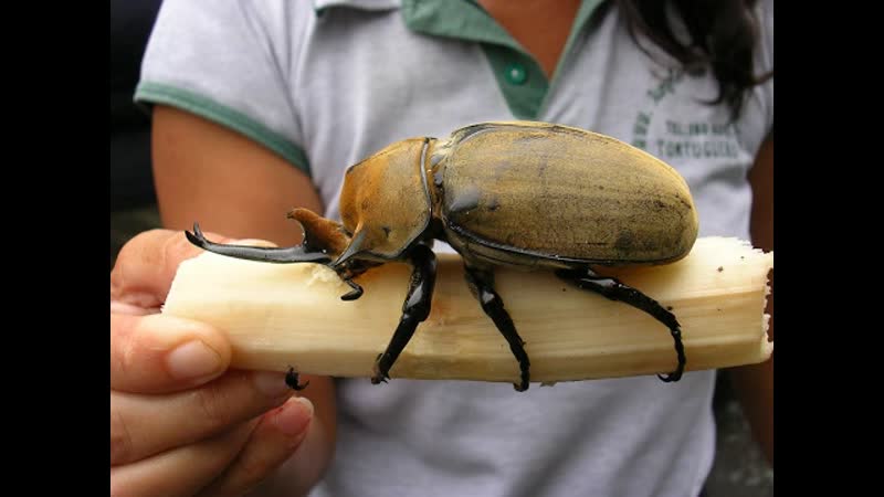 Гигантские насекомые самые большие и страшные жуки в мире документальный фильм