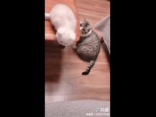 Protective pussy this shit is so fking cute that i ordered in the hello kitty store