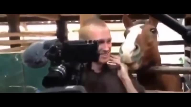 Лошадиный флирт